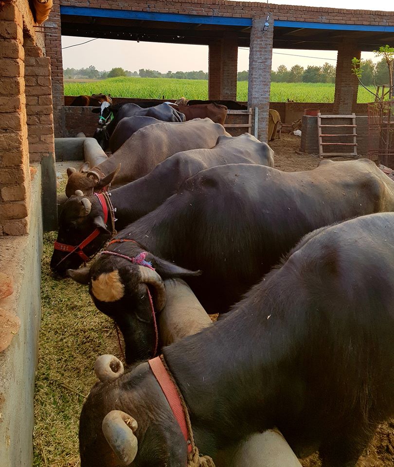 Pak Milk No.1 Organic Dairy Store in Pakistan