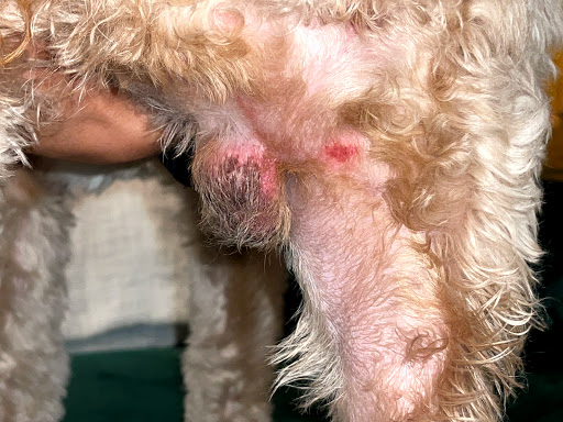 Pet Groomer «The Pet Set - Buckhead», reviews and photos, 2480 Briarcliff Rd NE #3, Atlanta, GA 30329, USA