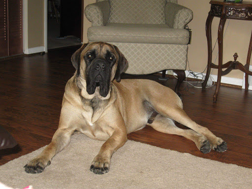 Pet Supply Store «Pet Supplies Plus», reviews and photos, 26230 Hoover Rd, Warren, MI 48089, USA