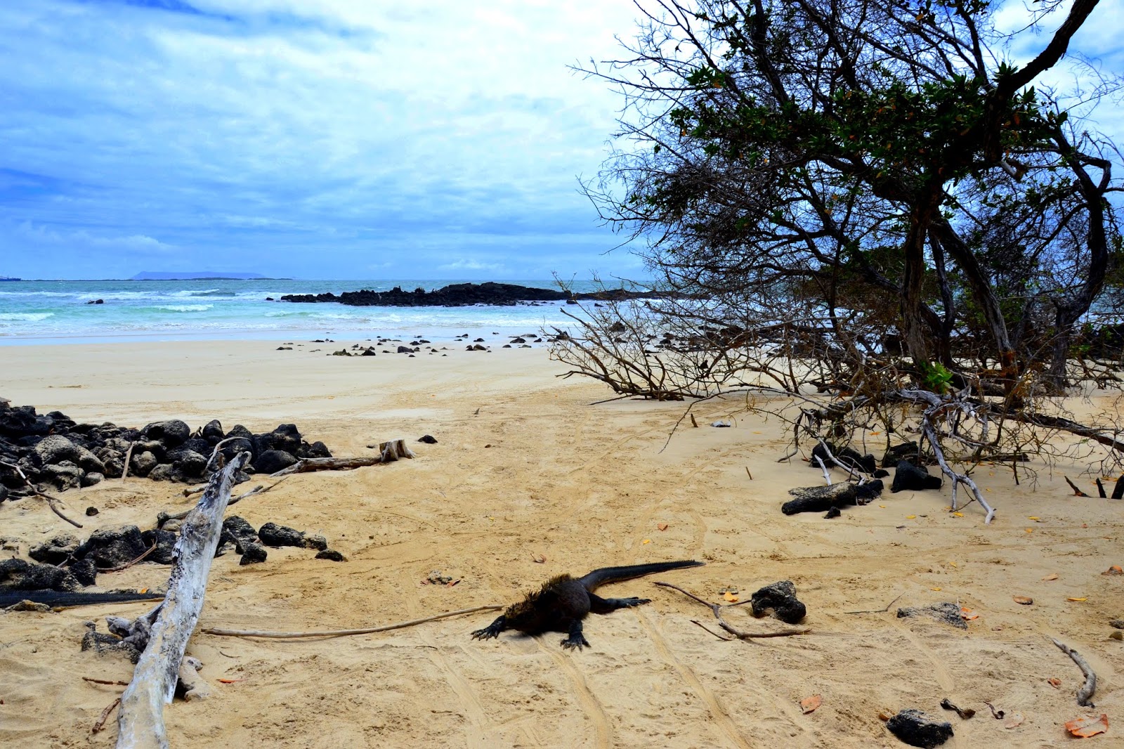 La Playita'in fotoğrafı vahşi alan