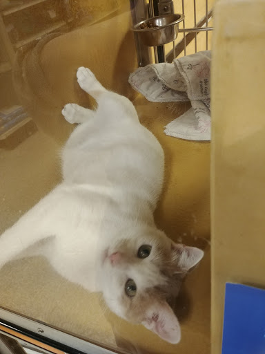 Pet Supply Store «PetSmart», reviews and photos, 7177 SE 29th St, Midwest City, OK 73110, USA