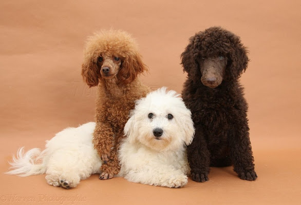 Wags Spa and Dog grooming
