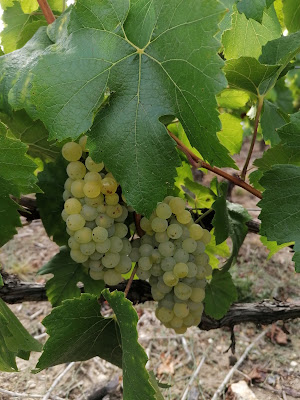 Champagne François Oudard à Villenauxe-la-Grande