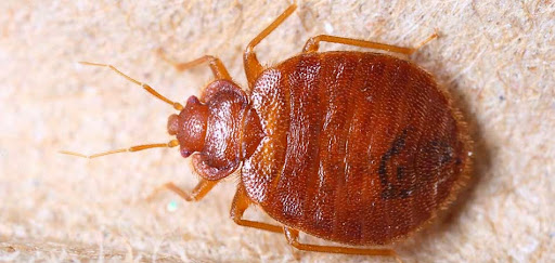 Bugs R Us - Termite Control Toronto