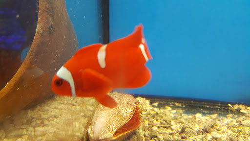 Tropical Fish Store «Scranton Aquarium», reviews and photos, 1819 Sanderson Ave, Scranton, PA 18509, USA