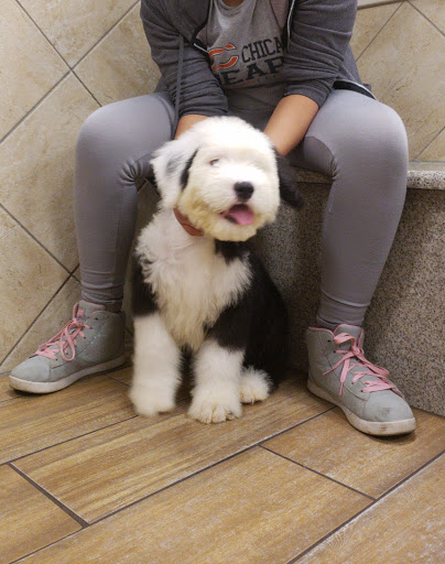 Pet Store «Charm City Puppies», reviews and photos, 8205 Snowden River Pkwy, Columbia, MD 21045, USA