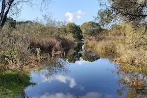Harrisdale Swamp image