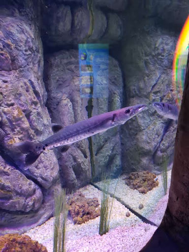 Pet Store «AquaVarium Pets And Supplies», reviews and photos, 95 W Bridge St, Catskill, NY 12414, USA