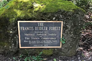 Audubon's Beidler Forest Sanctuary image