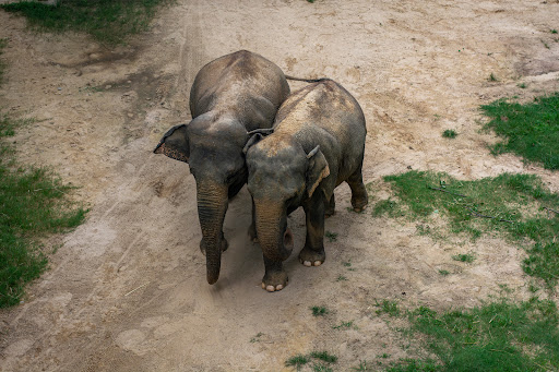 Tourist Attraction «Elephant Trails», reviews and photos, 3001 Connecticut Ave NW, Washington, DC 20008, USA