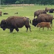 Wild Winds Buffalo Preserves