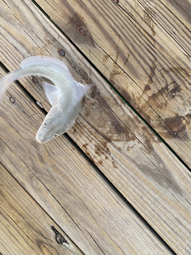 Fishing Pier «Springmaid Pier», reviews and photos, 3200 S Ocean Blvd, Myrtle Beach, SC 29577, USA