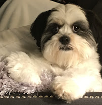 Dogtopia of Huntsville - Madison - Photo 5 - Car repair in Madison, AL, Huntsville