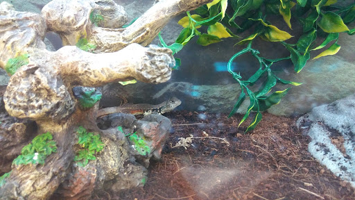 Pet Supply Store «Petco Animal Supplies», reviews and photos, 6418 S Staples St b, Corpus Christi, TX 78413, USA