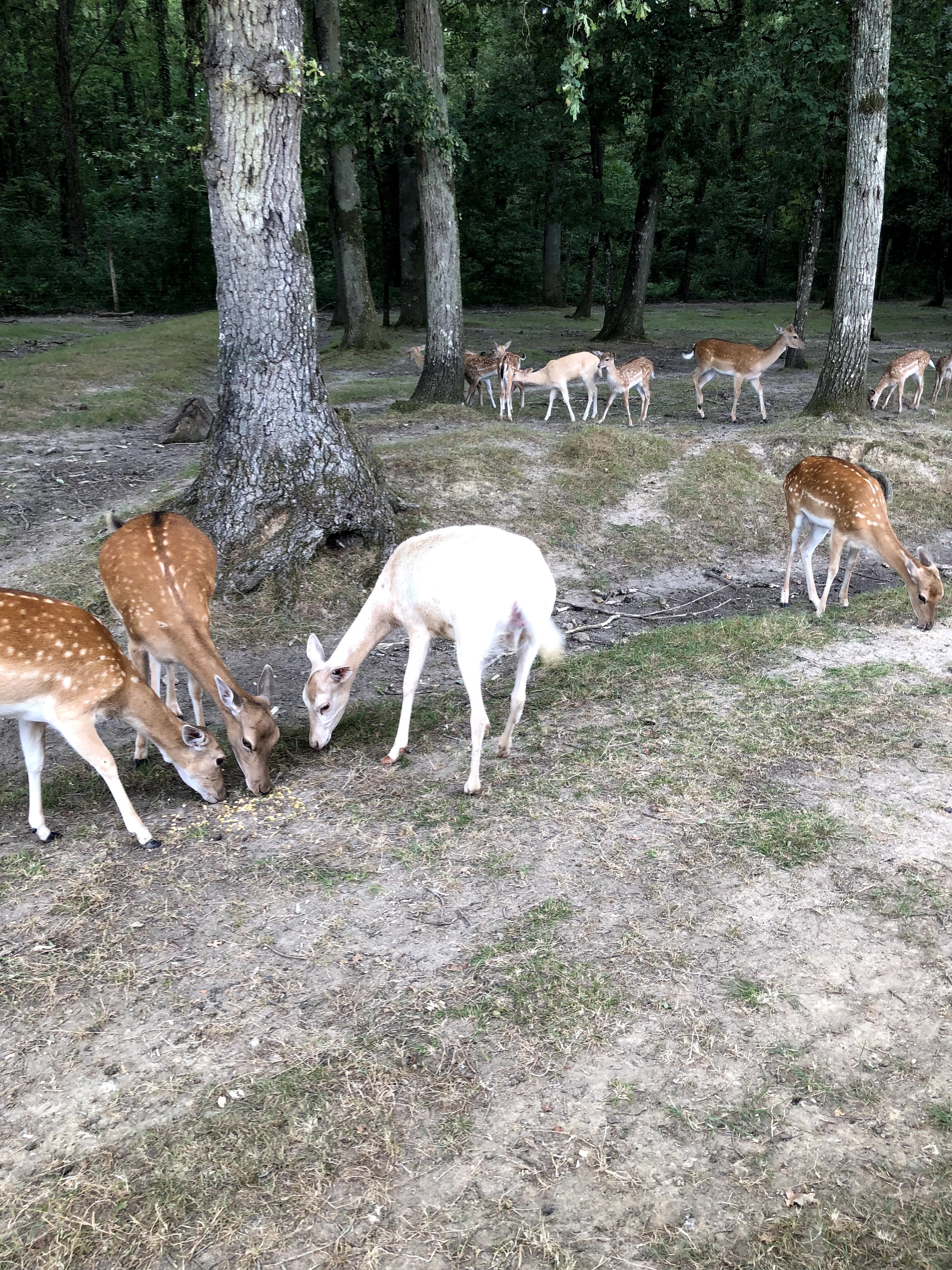 Photo n° 32 de l'avis de Julien.o fait le 27/07/2018 à 17:41