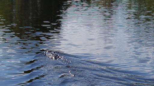 Boat Tour Agency «Alligator Cove Airboat Nature Tours», reviews and photos, 14900 Camp Mack Rd, Lake Wales, FL 33898, USA