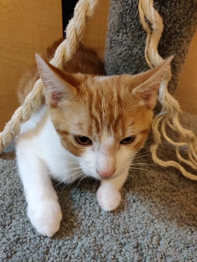 Pet Supply Store «PetSmart», reviews and photos, 3520 S El Camino Real, San Mateo, CA 94403, USA