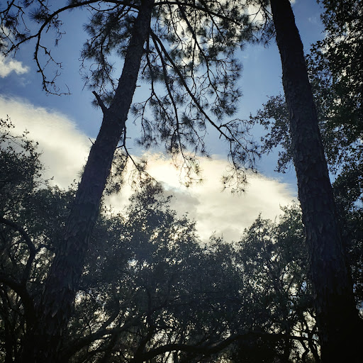 Park «Lettuce Lake Park», reviews and photos, 6920 E Fletcher Ave, Tampa, FL 33637, USA