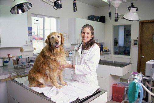 Meadows Animal Hospital image
