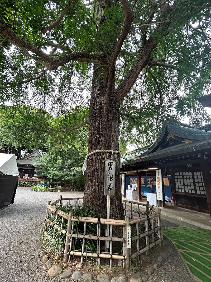 女銀杏（大宮八幡宮）