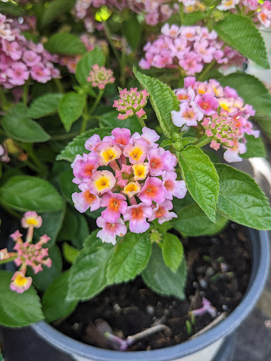 Home Improvement Store «The Home Depot», reviews and photos, 1750 Jonesboro Rd, McDonough, GA 30253, USA