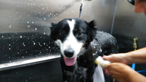 Pet Supply Store «Pet Supplies Plus», reviews and photos, 126 E Main St, Smithtown, NY 11787, USA