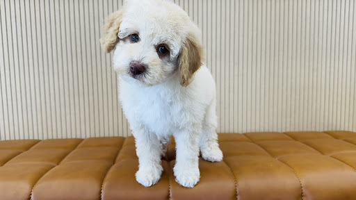 Lucky Puppies of Idaho LLC