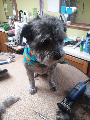 Pet Groomer «Precious Paws Pet Grooming», reviews and photos, 1807 Franklin St, Michigan City, IN 46360, USA