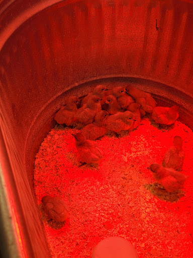 Animal Feed Store «Lomita Feed Store», reviews and photos, 24403 Narbonne Ave, Lomita, CA 90717, USA