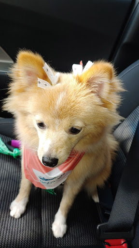 Pet Supply Store «PetSmart», reviews and photos, 1900 W International Speedway Blvd, Daytona Beach, FL 32114, USA