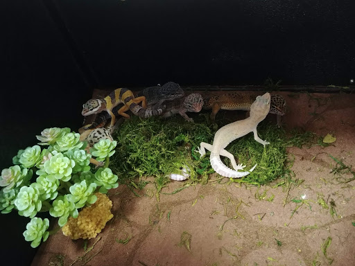 Pet Supply Store «PetSmart», reviews and photos, 88 Shops at 5 Way, Plymouth, MA 02360, USA