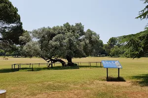 The Old Olive Tree image