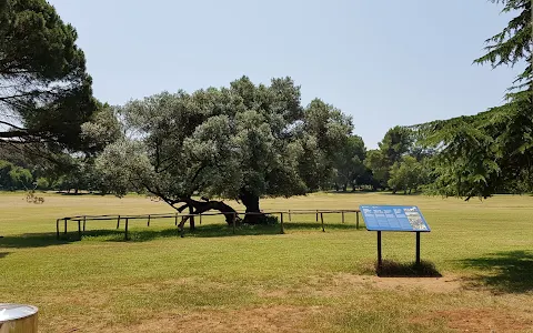 The Old Olive Tree image