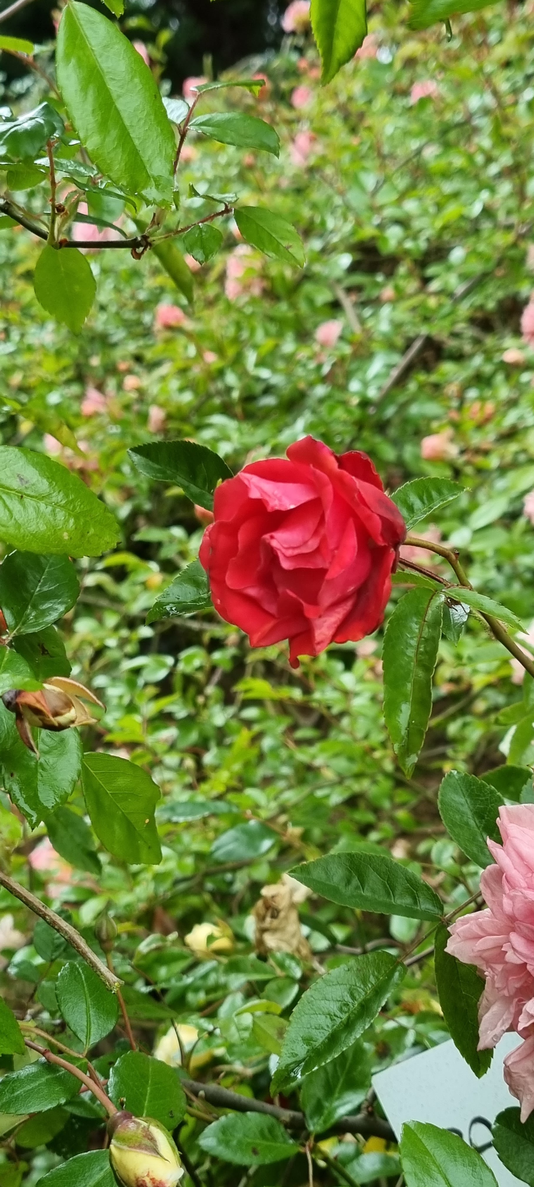 Photo n° 7 de l'avis de Lavialle.e fait le 24/05/2021 à 16:18