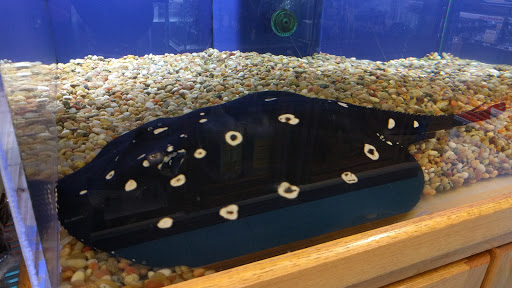 Tropical Fish Store «Stingray Bay», reviews and photos, 17800 E 9 Mile Rd, Eastpointe, MI 48021, USA