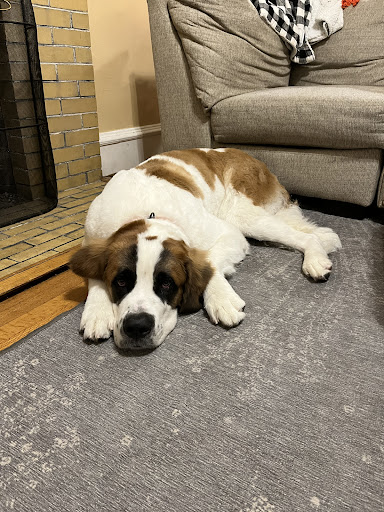 Pet Supply Store «Pet Supplies Plus», reviews and photos, 1510 Scranton Carbondale Hwy, Scranton, PA 18508, USA