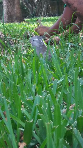 Park «Bicentennial Park», reviews and photos, 7300 Farragut St, Hollywood, FL 33024, USA