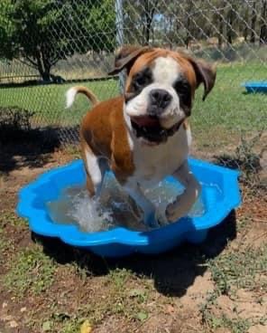 Bendigo Pet Retreat
