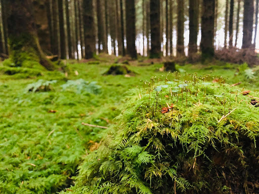 Hinnerup MTB trail in Hinnerup, Favrskov