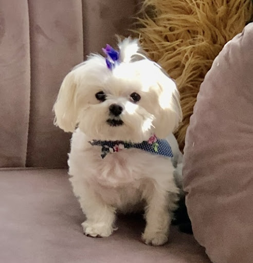 Pet Groomer «Splash and Dash Groomerie & Boutique», reviews and photos, 224 Peachtree East Shopping Center, Peachtree City, GA 30269, USA