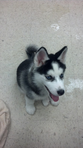 Pet Supply Store «Pet Palace Inc», reviews and photos, 253 Scranton Carbondale Hwy, Scranton, PA 18508, USA