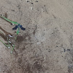 Photo n°1 de l'avis de Frank.r fait le 03/08/2020 à 18:23 sur le  Pension & Restaurant Nordstern à Cottbus