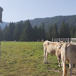 Photo n°8 de l'avis de Aurora.e fait le 24/08/2023 à 13:25 sur le  Petersberger Leger Alm à Deutschnofen