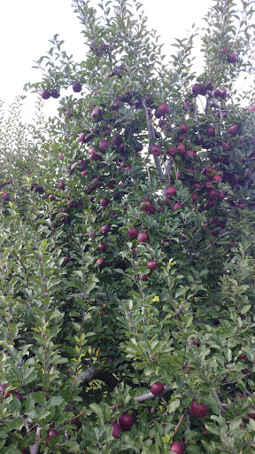 Produce Market «Barber Orchard Fruitstands Inc», reviews and photos, 2855 Old Balsam Rd, Waynesville, NC 28786, USA