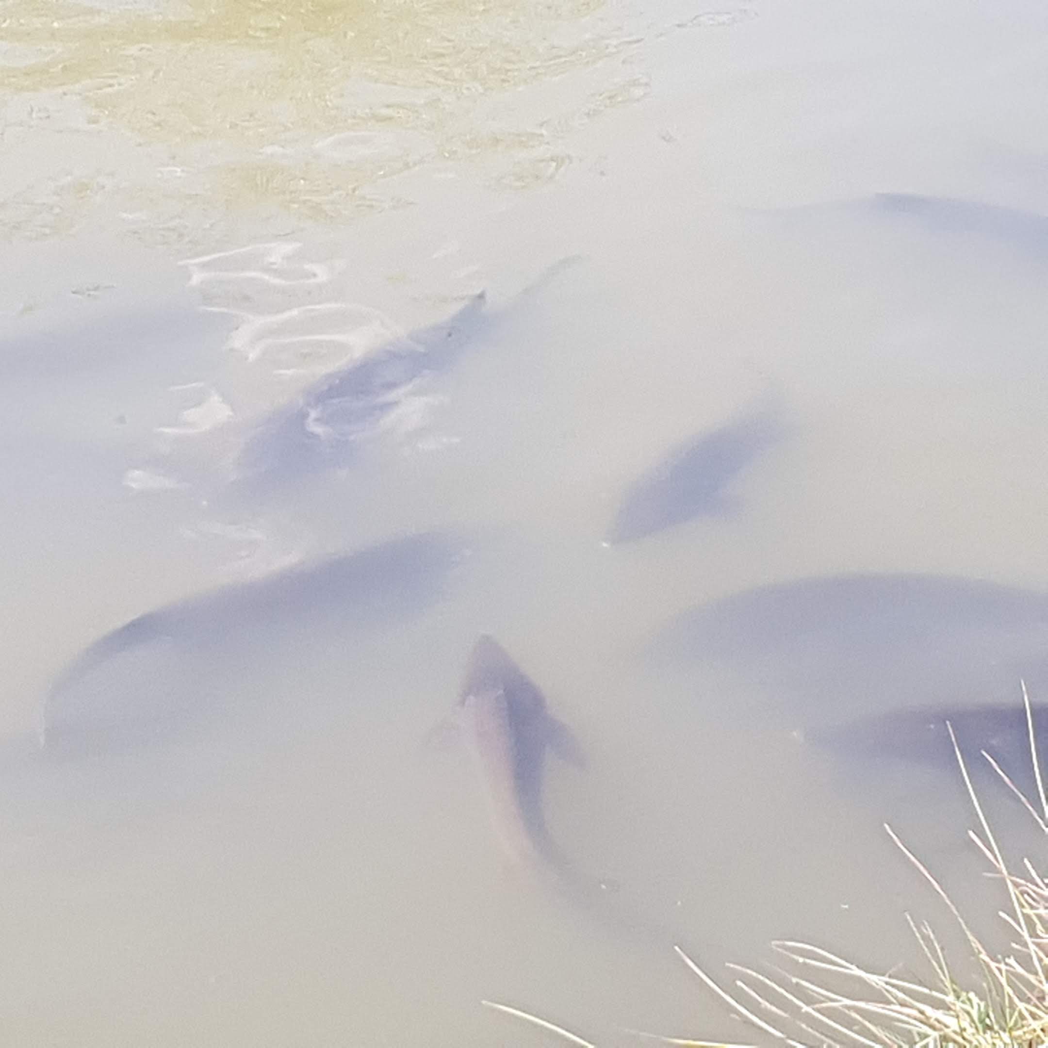 Photo n° 1 de l'avis de Plumier.l fait le 18/09/2020 à 16:10