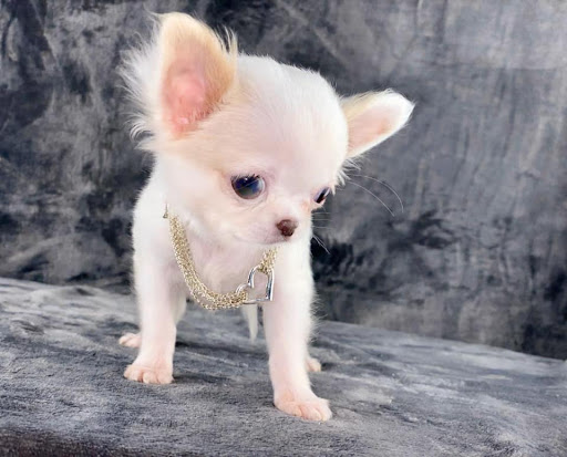 Les chti Chihuahua de prisy