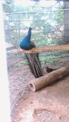 Zoo «Deer Haven Mini Zoo», reviews and photos, 12312 Detour Rd, Keymar, MD 21757, USA