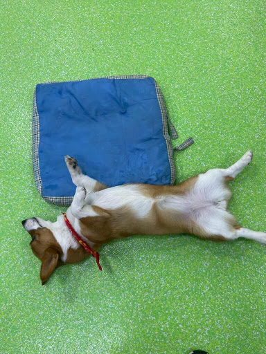 Pet Groomer «The Pet Set - Buckhead», reviews and photos, 2480 Briarcliff Rd NE #3, Atlanta, GA 30329, USA