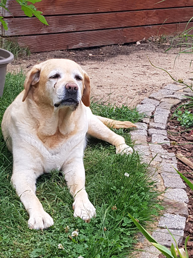 Tierarztpraxis Dr.vet.med. Cornelia Hurlbeck unter Dippoldiswalde, Sachsen