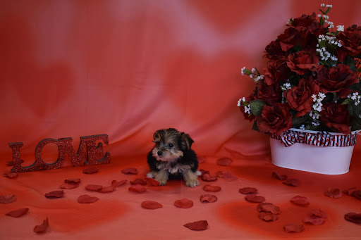 Pet Store «Puppy City», reviews and photos, 3343 Valley Pike, Winchester, VA 22602, USA